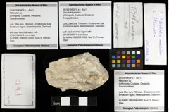 Foto (Objekt + Etiketten) von Discutiolira moesica 